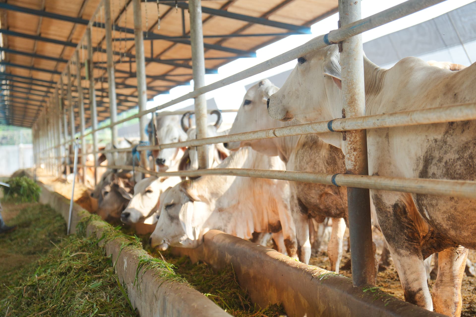 DC Cattle Farm