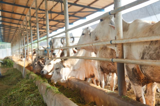 DC Cattle Farm