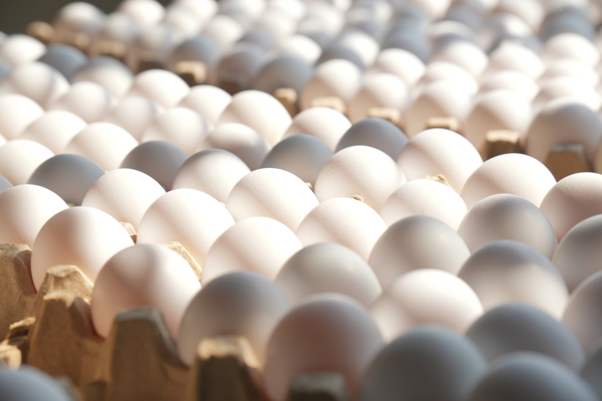 Chloe's Egg Depot